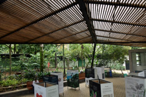Teja en PRFV: Jardín Botánico Joaquín Antonio Uribe - Villa de los Jardineros